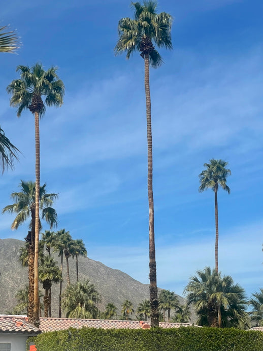 Monroe on the Go: A Weekend in Palm Springs