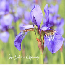 Load image into Gallery viewer, All-Purpose Cleaner, Floraco Blend