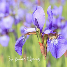 Load image into Gallery viewer, Laundry Soap Concentrate, Floraco Blend