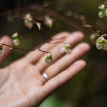 Load image into Gallery viewer, Hand Lotion, Magnolia Mint