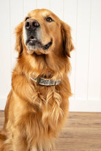 Load image into Gallery viewer, Nova Embroidered Dog Collar, Large
