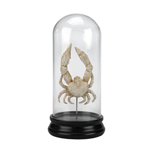 Crab Curio