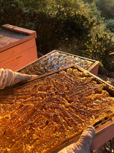 Load image into Gallery viewer, California Native Mountain Wildflower Honey
